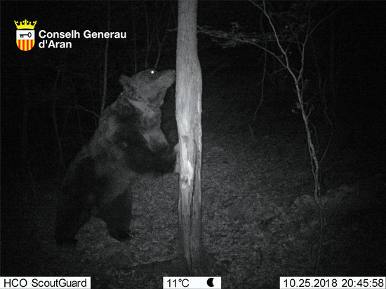 Goiat the brown bear on a nighttime stroll (Conselh Generau d'Aran)